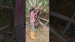 Palm hervesting video palmoil viralshort hervesting ytshots shorts viral malaysia trending [upl. by Hausner]