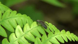 Diurnal Firefly Lampyridae Ellychnia corrusca Taking Flight [upl. by Tlevesoor]