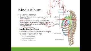 Clinical Anatomy Thorax  Mediastinum and Pericardium [upl. by Frans]