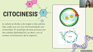 Video recuperación acerca del ciclo celular [upl. by Nanice]