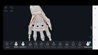 retinacular system of hand flexors 3 [upl. by Hanonew]