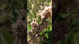 Friendship song  Beautiful forest fruits  Local fruits [upl. by Niamjneb]