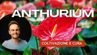 Anthurium coltivazione cura e trucchi per coltivarlo nei nostri appartamenti [upl. by Ddot711]