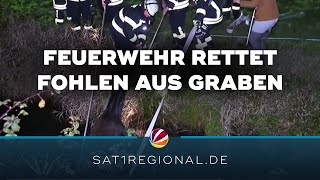 Feuerwehr rettet verunglücktes Fohlen aus Graben in Weener [upl. by Odraude810]