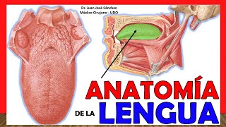 Fonoaudiología Ejercicios articulación de fonemas [upl. by Elyl]