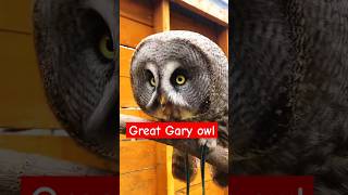 The Great amp giant Gray owl owl shortvideo shorts youtubeshorts [upl. by Voe]