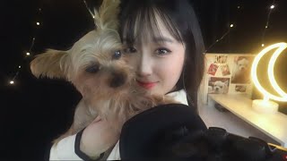 ASMRSub✔ Korean Whispering ASMRㅣSoft spokenㅣTalkingㅣAbout Pet Loss Grief amp Syndrome [upl. by Bernadette]