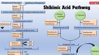 Detailed note on Shikimic Acid Pathway part1 [upl. by Jorrie]