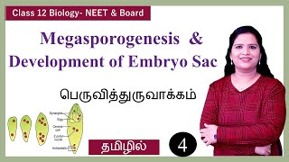 Megasporogenesis amp Development of Embryo Sac [upl. by Annerb145]