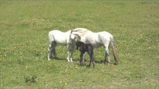 Andalusian mare with new foal meets stallion dad [upl. by Nnairrek]