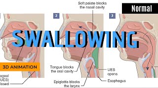 Normal swallowing process Animation [upl. by Aikyn]