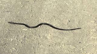 Black Whip Snake Dolichophis jugularis  Cyprus [upl. by Kcered]