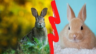 HARE VS RABBIT  LIEVRE VS LAPIN [upl. by Aivon23]