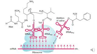 264 Translation Protein Synthesis Biosynthesis of protein [upl. by Niroht]