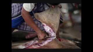 Shark Finning The Shocking Truth [upl. by Soigroeg]