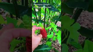 Shampoo ginger  how to enjoy the edible and potentially medicinal benefits of permaculture plant [upl. by Asyram]