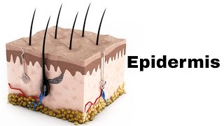 What is Epidermis [upl. by Medarda418]