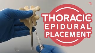 Thoracic Epidural Placement Landmark Training  Human Anatomical Model T78 [upl. by Drawets]