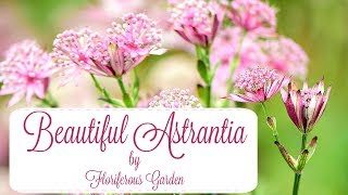 Astrantia flowers [upl. by Eizzo717]