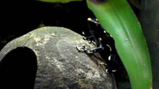 Dendrobates Tinctorius Alanis call [upl. by Ko]