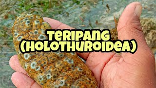 teripang holothuroidea part48 [upl. by Sacram]