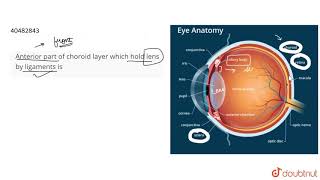 Anterior part of choroid layer which hold lens by ligaments is [upl. by Aihppa]