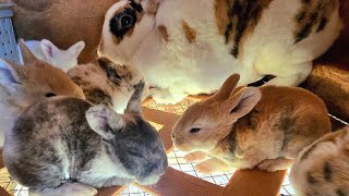 Preparing for Babies farmliving rabbit rabbitry bunny nestbox rabbitfarming rabbits bunnies [upl. by Naivad]