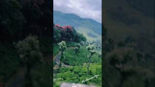 ಊಟಿ ooty nature tamilnadu green rain hillstation forest love music song memories life [upl. by Tolmach3]