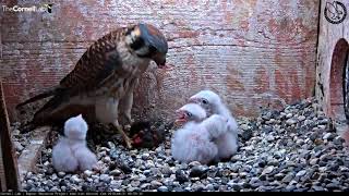 American Kestrel Chick Upended During Feeding – June 21 2018 [upl. by Kyl288]