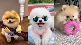 Teacup Pomeranian Compilation 🔴 Mini Pomeranian Tiktok Compilation  2022  100 Clips [upl. by Enilec504]