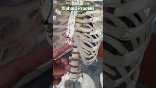 Xiphoid Process sternum draqilshah viralvideos anatomy grossanatomy youtubeshorts shorts dr [upl. by Eseuqram]