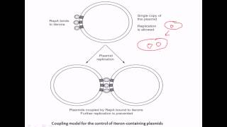 Iteron mediated copy number control [upl. by Galatia]