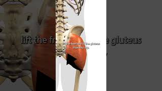 Gluteus Maximus Trigger Points [upl. by Leonidas117]