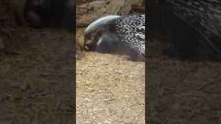 Crested Porcupine animals porcupine [upl. by Etam946]