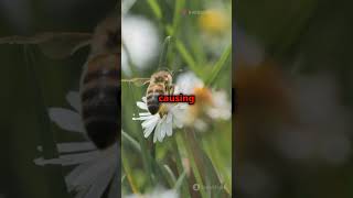 Why Stressed Bees Lose Their Buzz 🐝 Surprising Science Fact [upl. by Adnoluy]