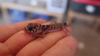 Thick Tailed Gecko Underwoodisaurus milii [upl. by Platus650]