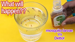 mosquito larva vs dettol experiment  mosquito killer DIY [upl. by Ezarras]