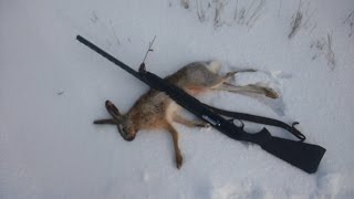 Добор подранка Заяцhunting on a hares in Russia [upl. by Fitzhugh]