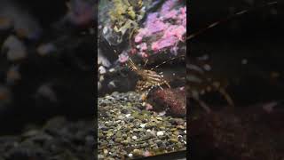 California Spot Prawn Commercial and Recreational Fishing spotprawn shrimp spotshrimp [upl. by Adnaval]