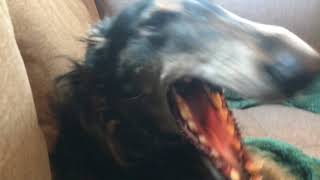 Bandit talks and sings Borzoi howling [upl. by Sudhir]