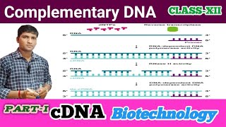 cDNA synthesisComplementary DNA synthesis by RNaseProcess of mRNA to cDNANCERTNEETWBCHSEXII [upl. by Rene]