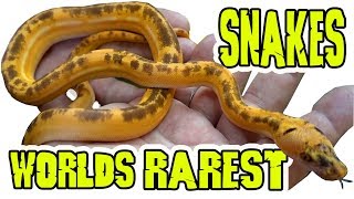 Rarest Pet Snakes In The World [upl. by Noemis594]