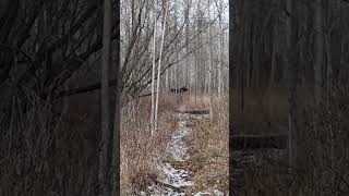 Moose Trotting in the Forest on Wood Bison Trail Elk Island National Park Alberta [upl. by Runck881]