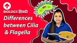 Differences between Cilia amp Flagella  Hindi  Biology [upl. by Eyllib216]