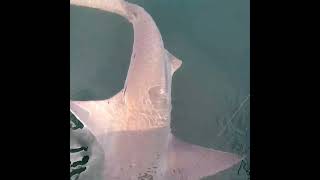 6 foot sandbar shark off pt Judith sandbarshark shark leviathanfishing fishing [upl. by Moriarty785]