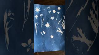 Cyanotype Paper Dried Flower Imprint [upl. by Valli]