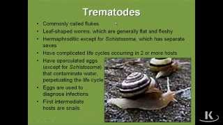 Trematodes [upl. by Ackerley]