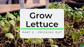 How to Grow Picking Lettuce  Part 2  Pricking Out Lettuce Seedlings [upl. by Hpeosj]