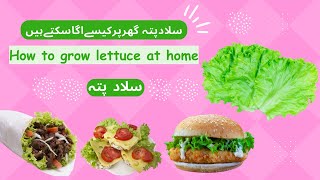 How to grow lettuce at home  Brilliant House Plant [upl. by Wiles]