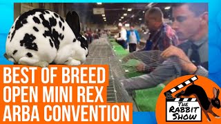 Best of Breed Open Mini Rex  ARBA Convention 2018 [upl. by Cacilia469]